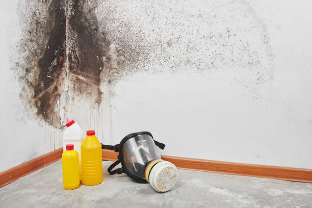 Best Local Mold Removal Service  in Merrill, WI