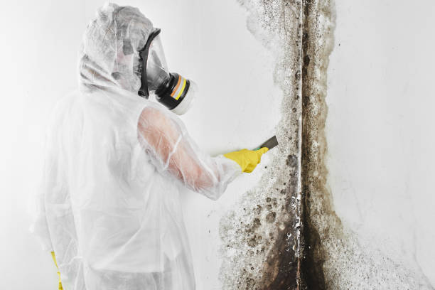 Best Mold Testing  in Merrill, WI