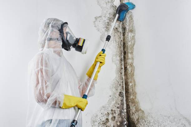 Best Mold Damage Repair  in Merrill, WI