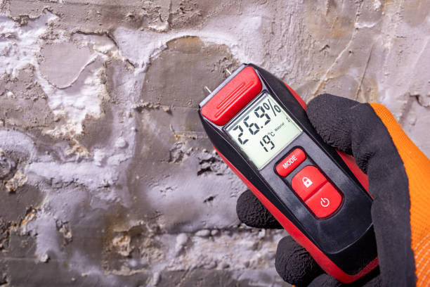 Best Best Mold Removal Companies  in Merrill, WI
