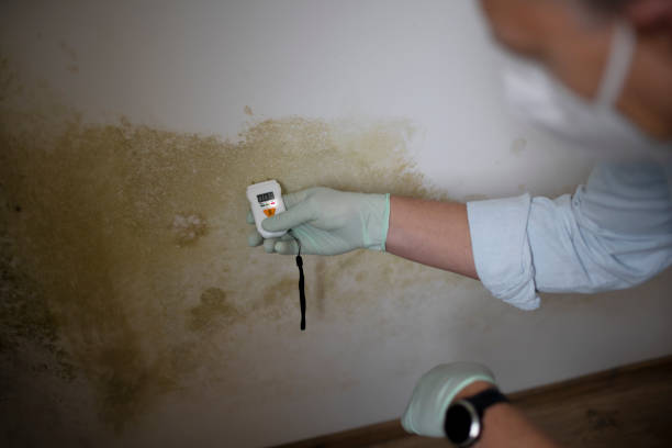 Best Commercial Mold Removal  in Merrill, WI