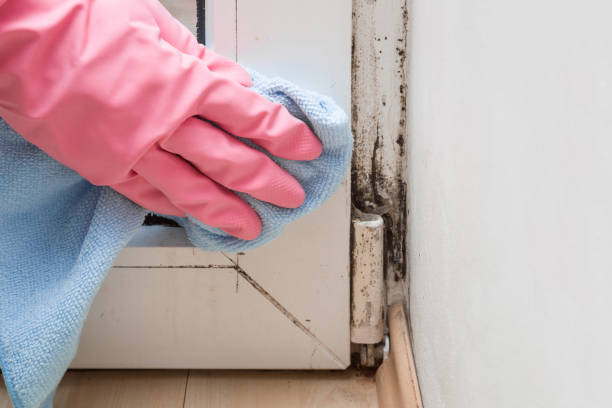 Best Certified Mold Removal  in Merrill, WI