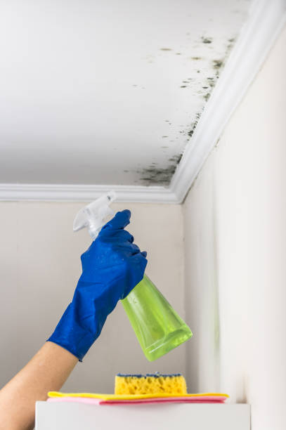 Best Local Mold Removal Service  in Merrill, WI
