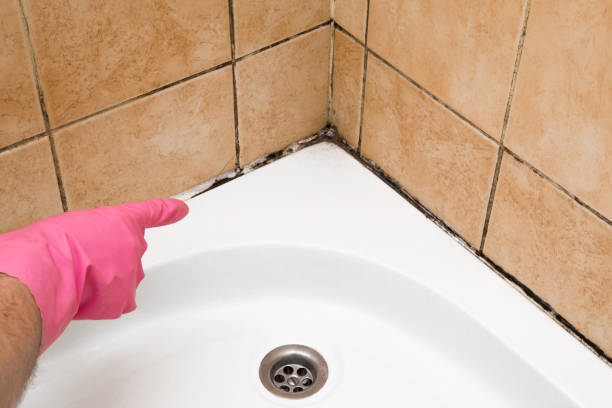 Best Emergency Mold Removal  in Merrill, WI