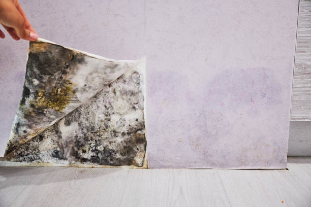 Best Toxic Mold Removal  in Merrill, WI